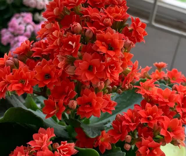 富贵美观大气,室内幸福财运花