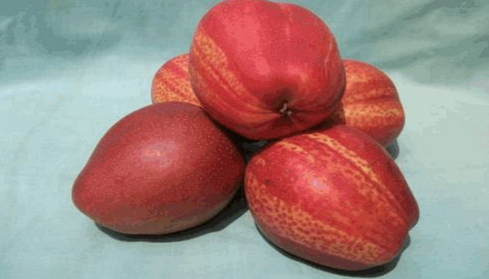 红贵妃梨品种介绍