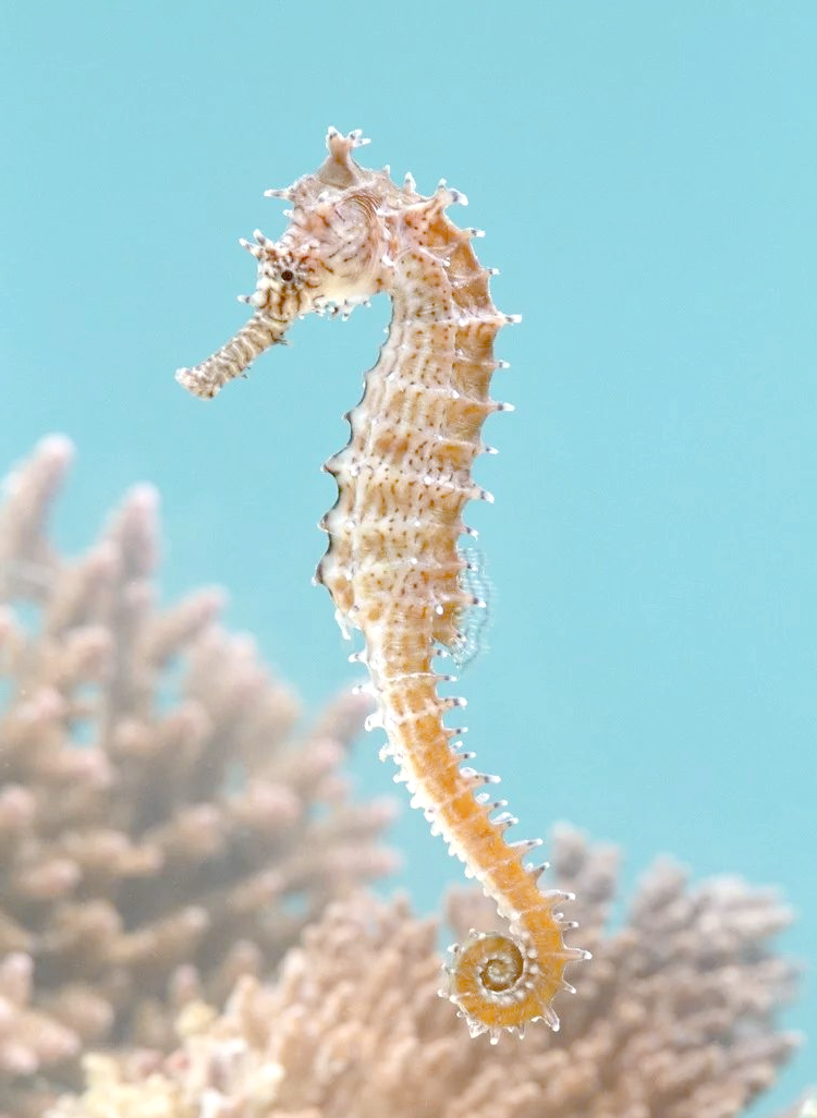 海马属的独特生物,以其别具一格的形态和生存方式在海洋中占据了一席