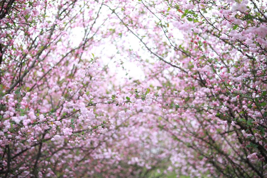 花開十堰 | 絕美!一組海棠花壁紙送給你