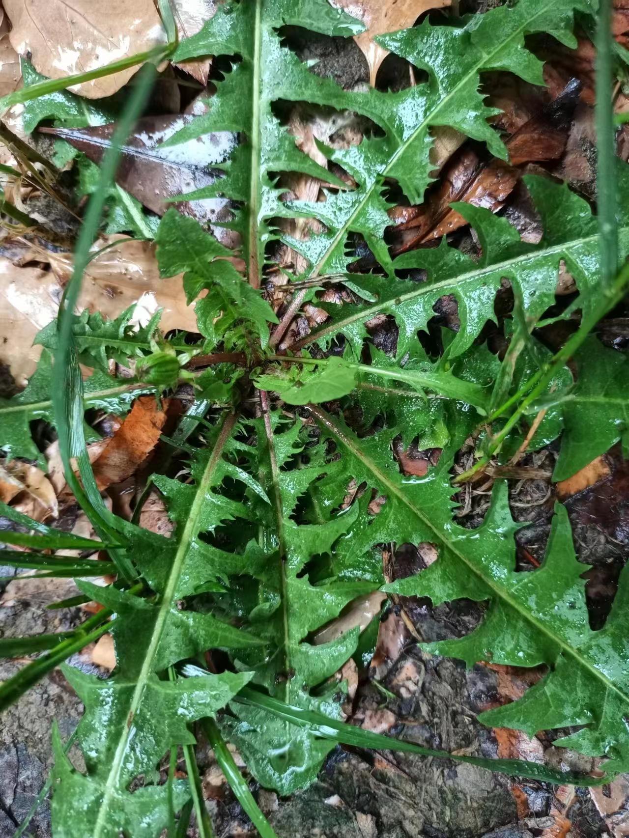 抗癌第一的野菜 十大图片