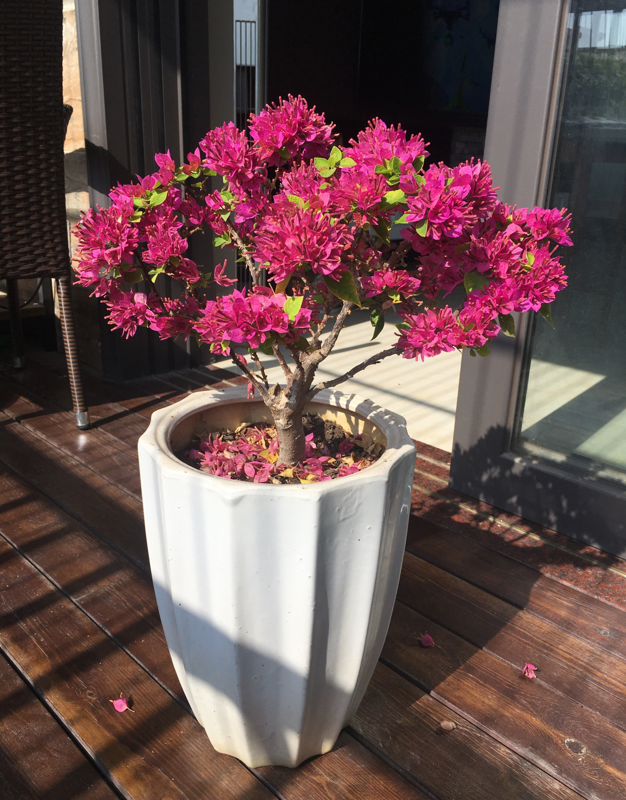 三角梅爱好者们眼中公认的"开花劳模,从芽苗小苗开始就会不停地开花