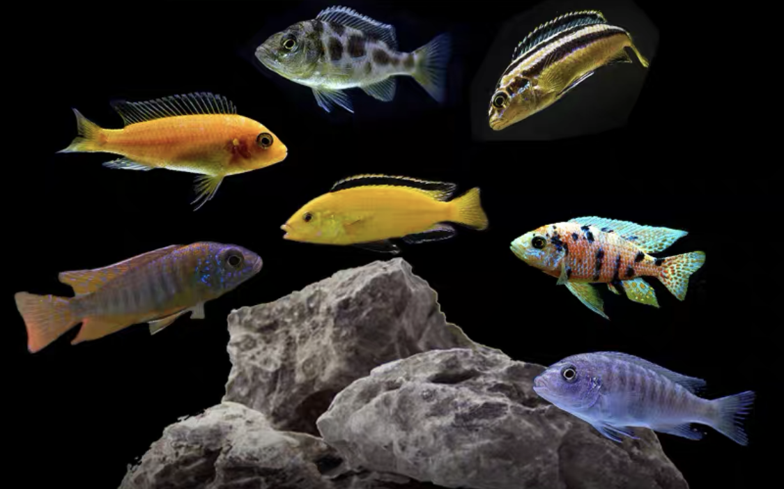 小鱼种类品种图片