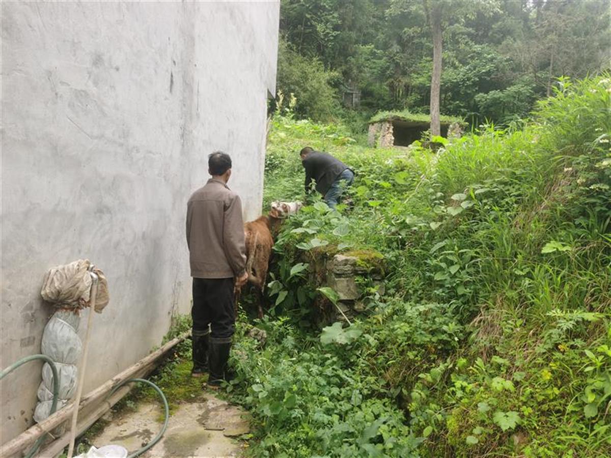 怀孕母牛"携子私奔,警民翻山越岭牵牛回家