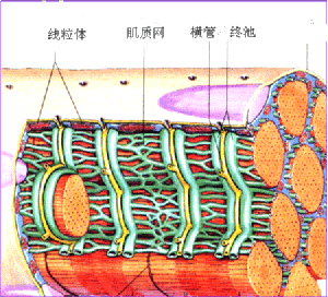 用1分钟告诉你健身中所说的死肌肉跟活肌肉有什么区别