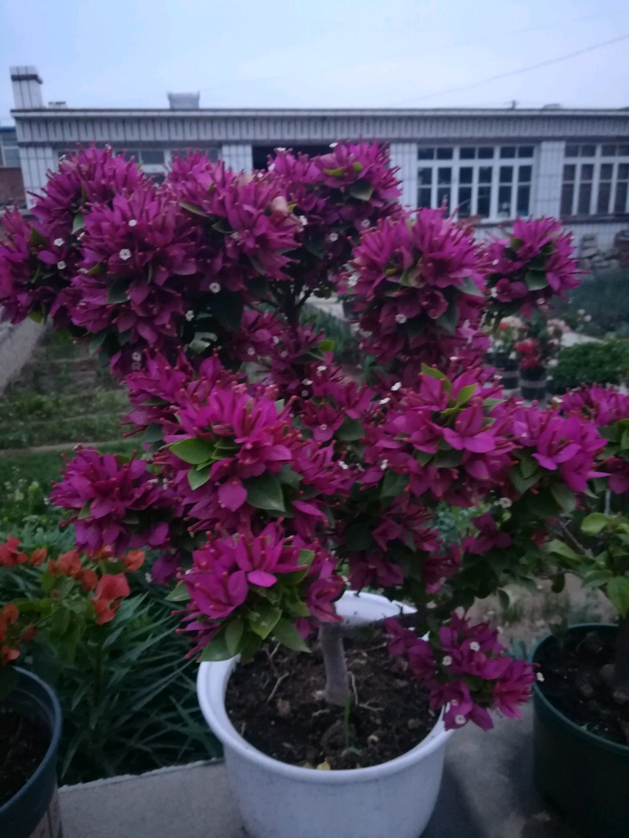 在开花能力上,塔紫是绝对不会让你失望的品种,普通的三角梅一年只会开