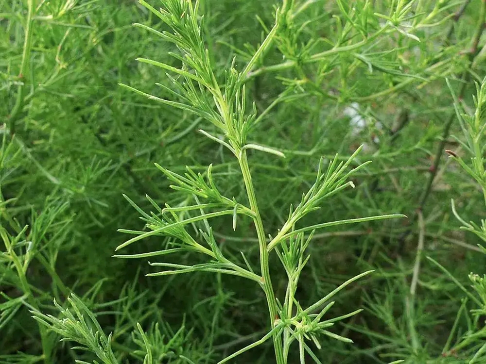 贵州山区这10种野菜,一般人不太敢吃
