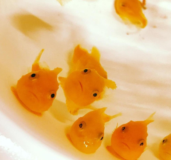 眶真圆鳍鱼,长得太可爱了像玩具一样