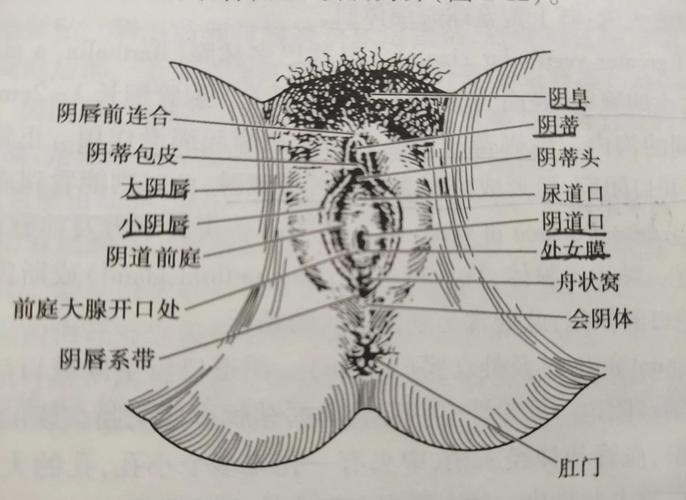 中医系优秀教师的卓越风范:从讲台到临床的全方位奉献