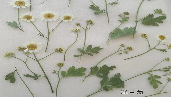 雏菊和洋甘菊区别图片