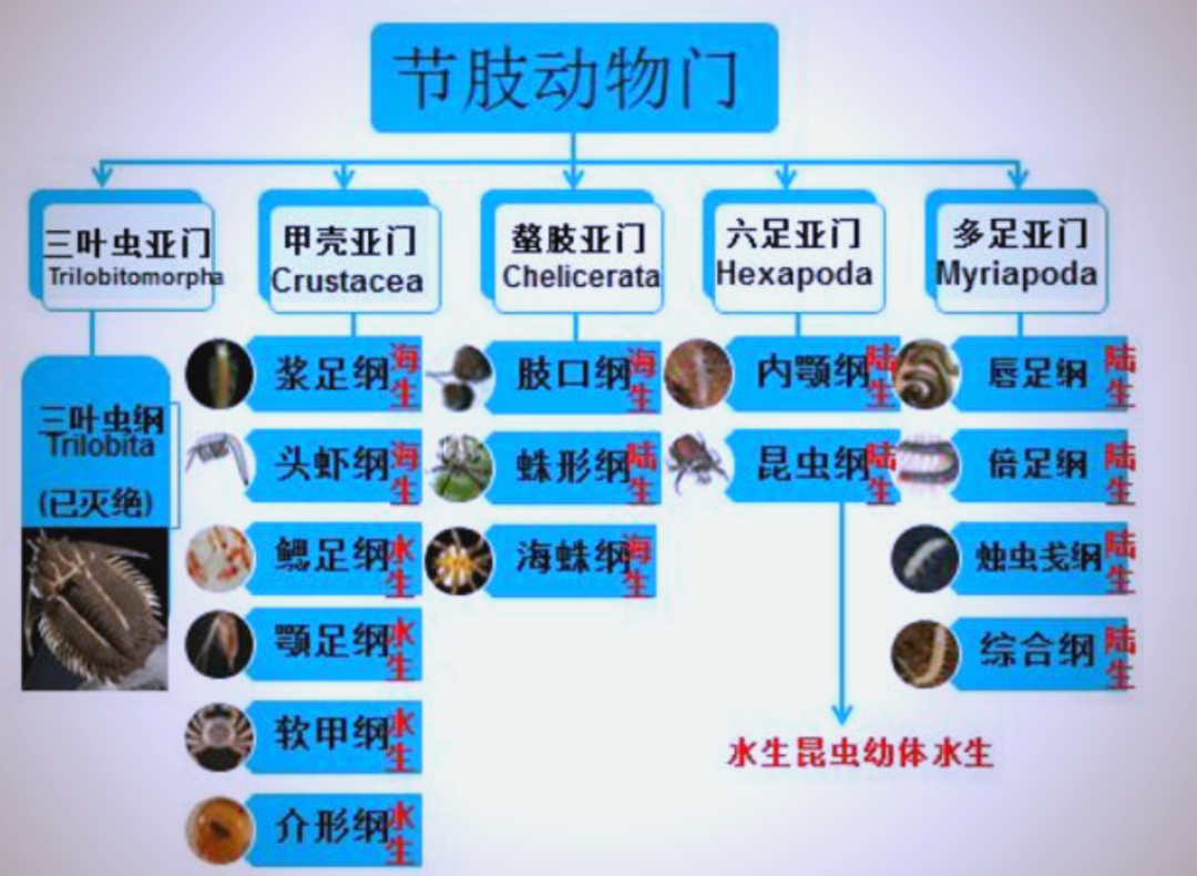 节肢动物揭秘:从昆虫到蜘蛛的多样世界
