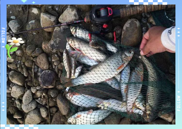 钓鱼的乐趣与华子鱼的魅力:从美味到路亚技巧