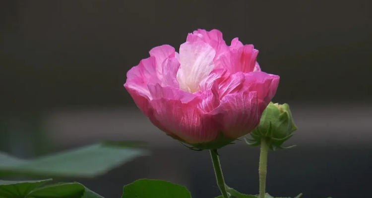 有关芙蓉花的唯美诗句