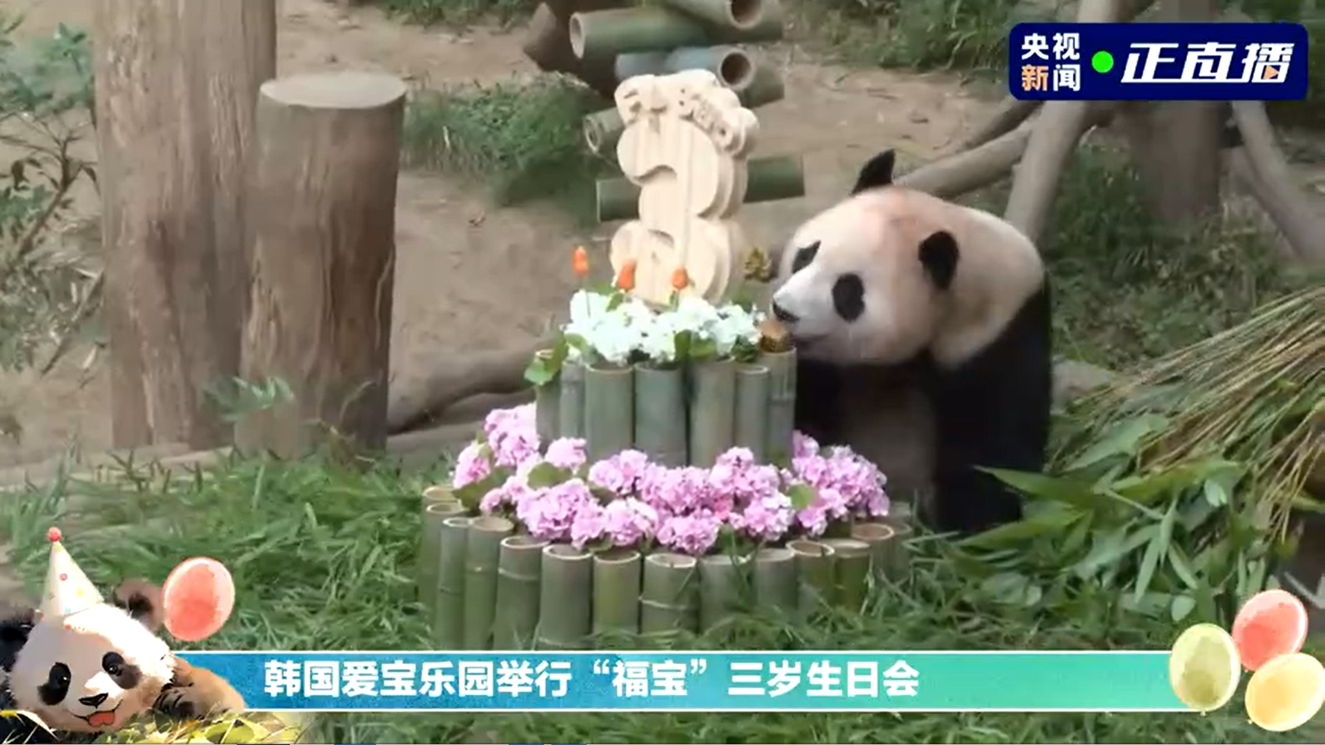 韩国爱宝乐园举行"福宝"三岁生日会