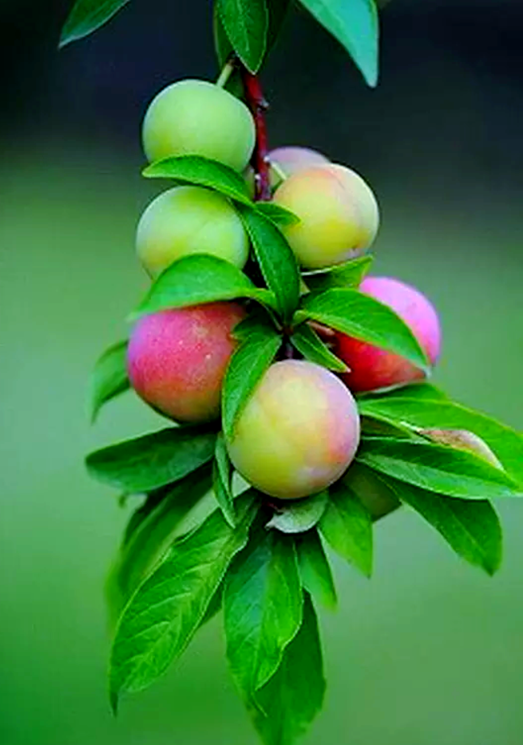 李子选购的多个技巧