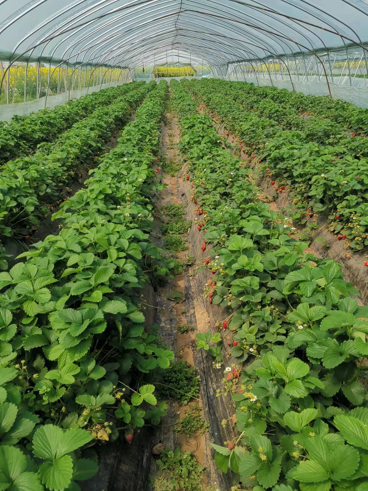 安九公路春日即景