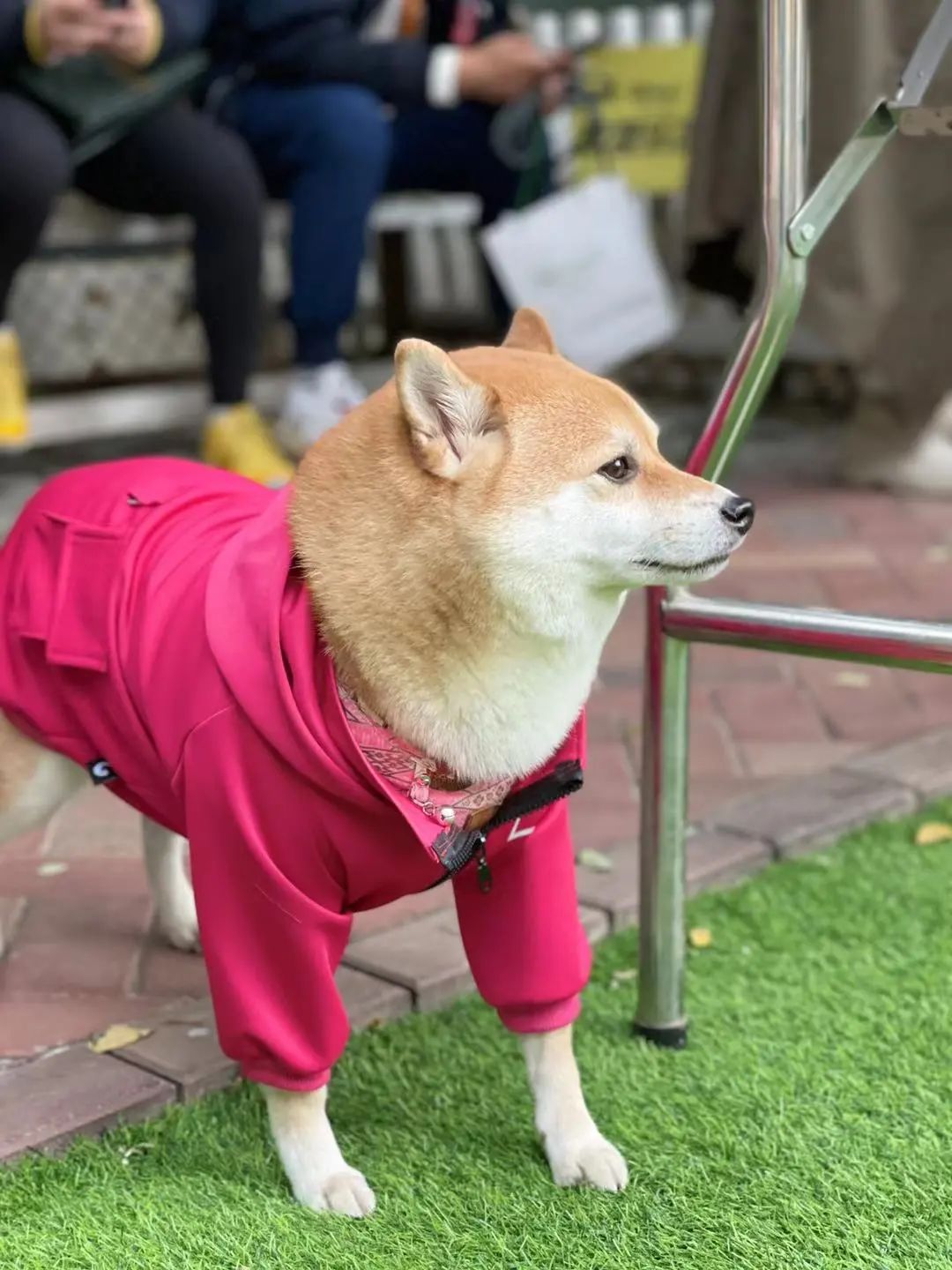 万圣节派对|狗狗cos大赏,酷到没朋友!