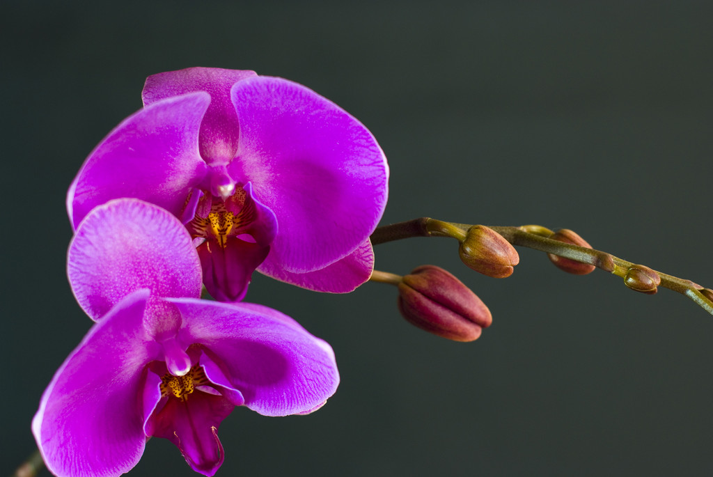 紫兰草有什么功效与作用