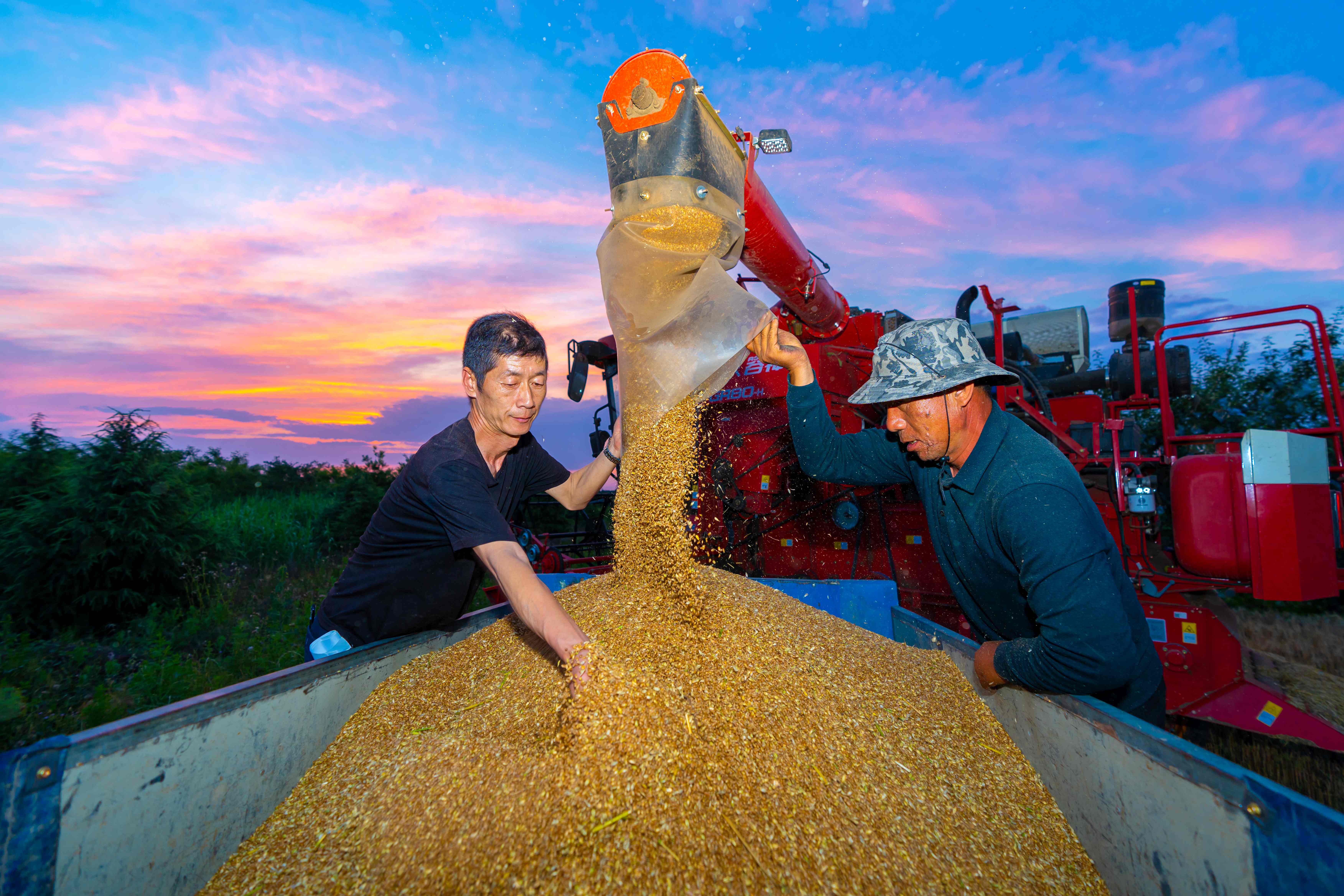 山西运城:昼夜抢收小麦 确保颗粒归仓