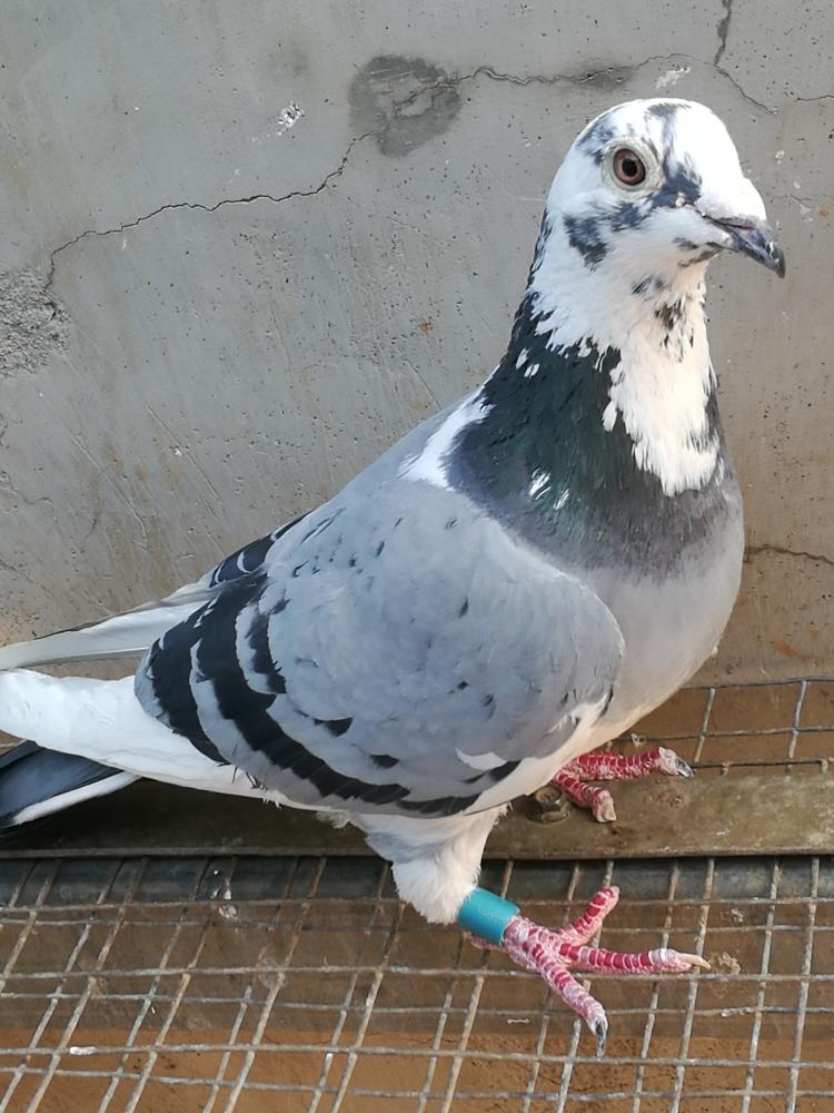 鸽子要注意这几方面的训练