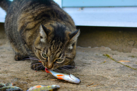 猫吃鱼为什么不怕鱼刺?揭秘你不知道的科学解答