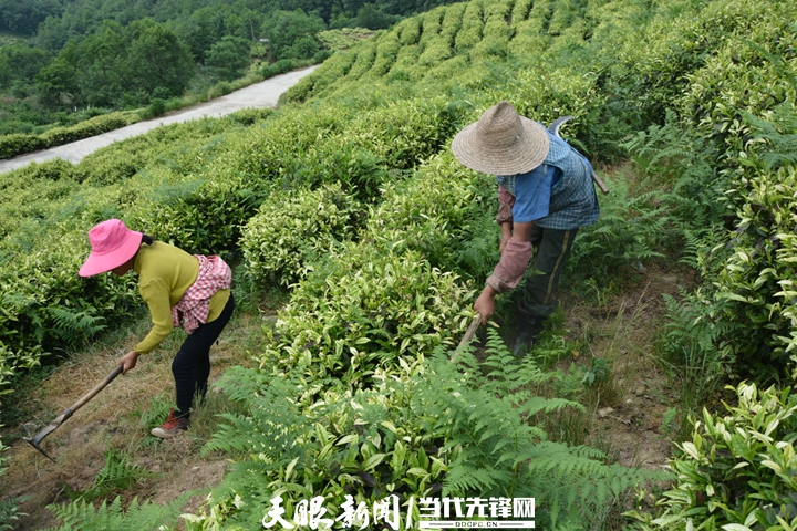 「山川秀丽·景美人和」贵阳朱昌镇神鹊茶场:带动上千人就业,走向共同