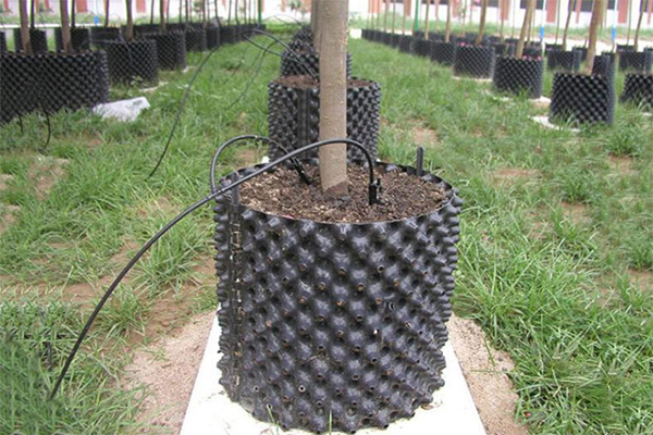 控根器育苗 快速成活