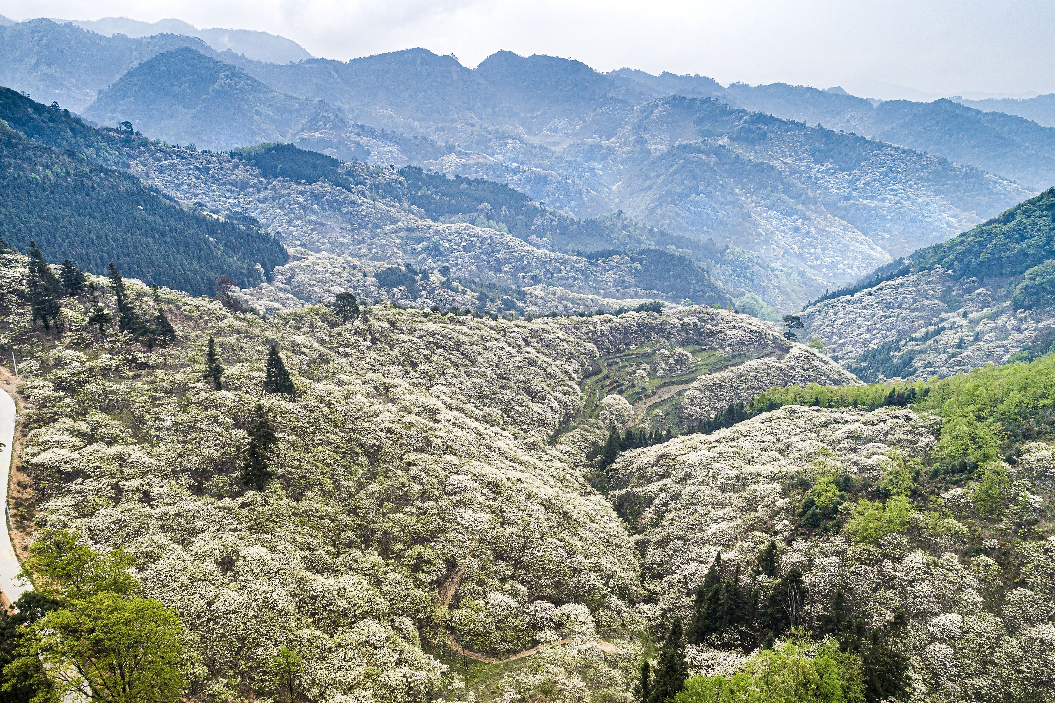 百色隆林各族自治县丨油桐花开似飞雪 惊艳春天惹人醉