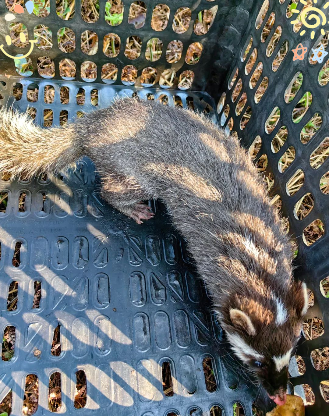 小区惊现"猪鼻鼠嘴"小动物,竟是国家保护动物鼬獾