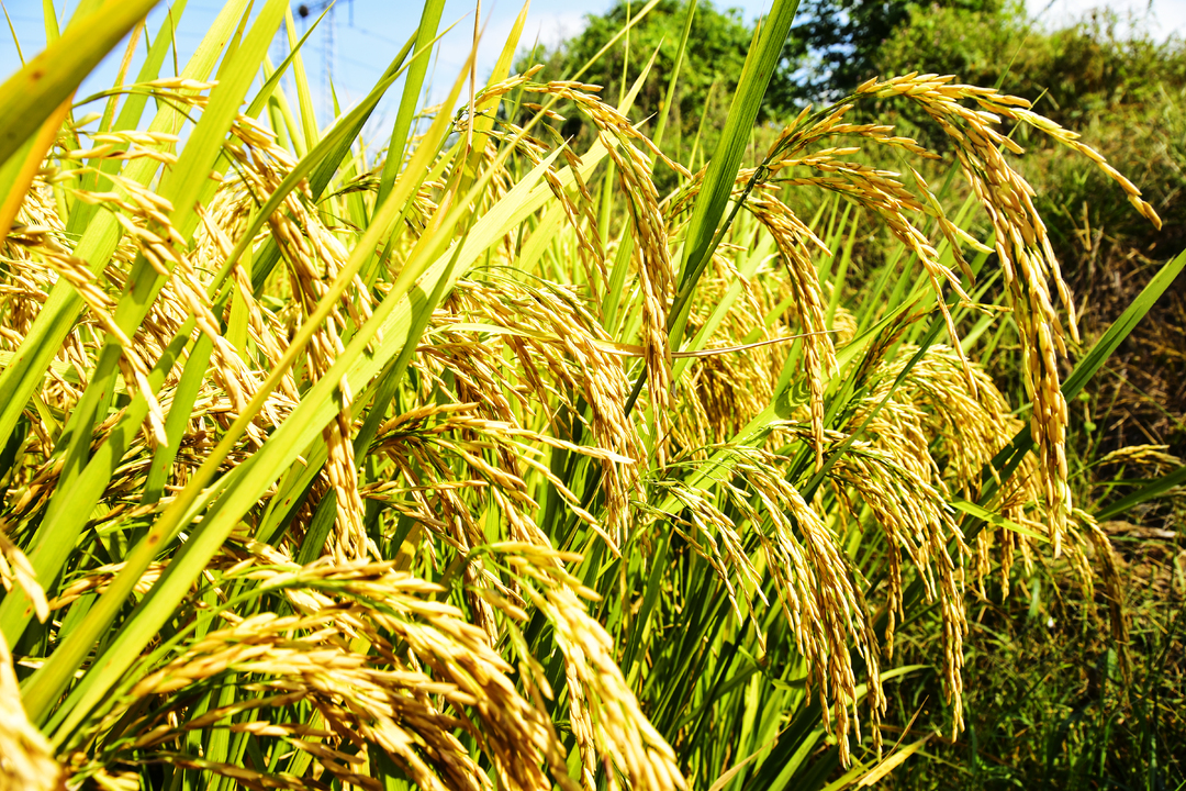 春华秋实,硕果累累 雨湖区的丰收图景