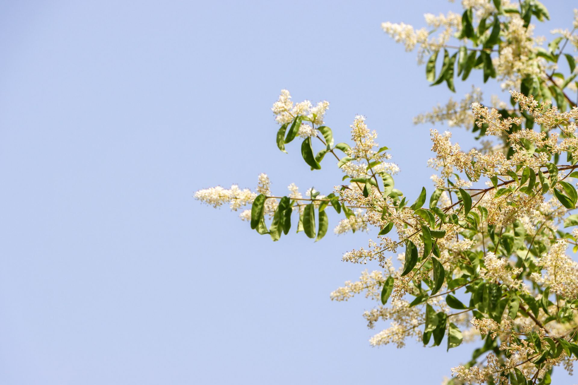 组图|女贞花开:遥知不是雪 为有暗香来