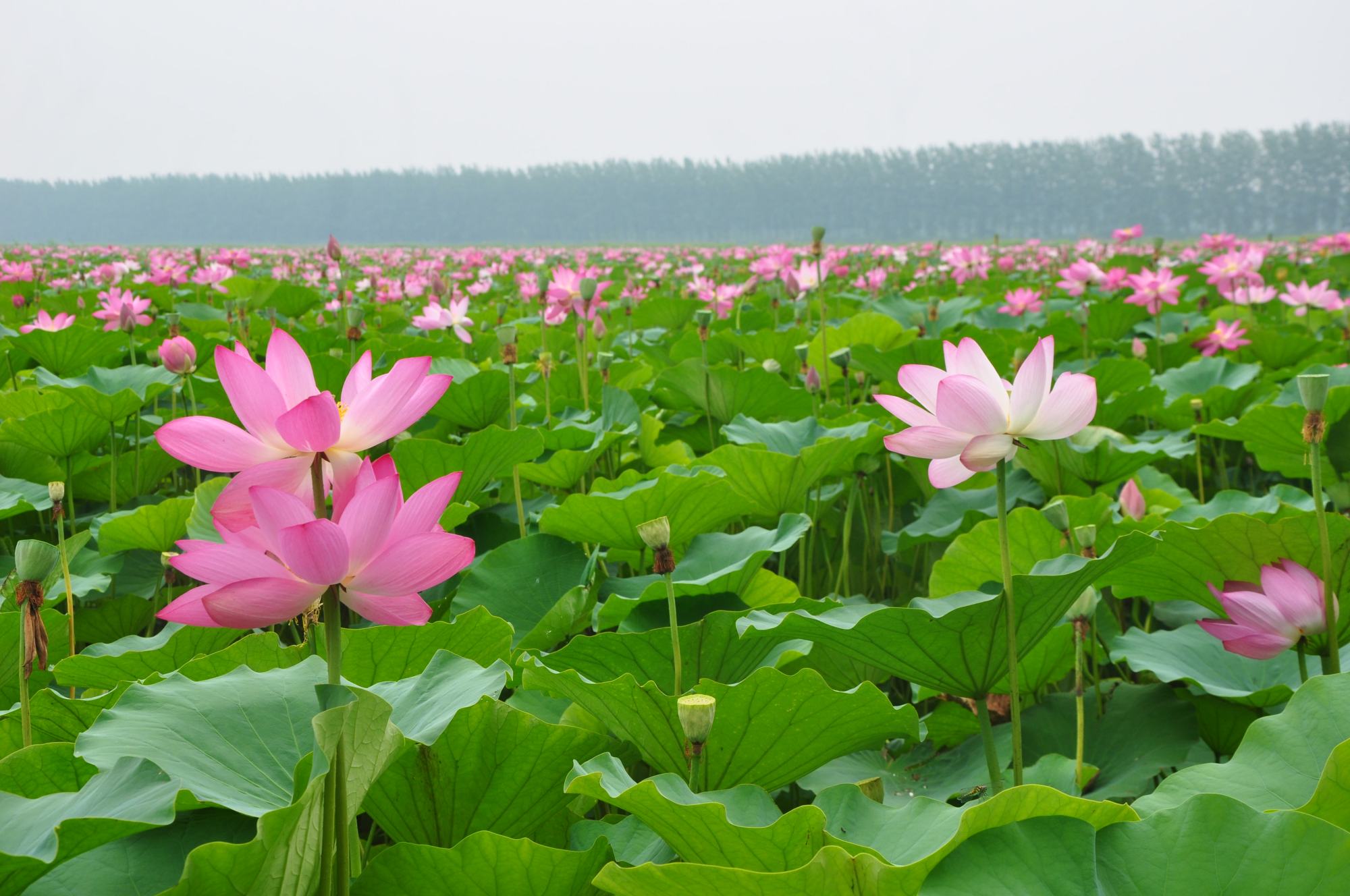 滕州微山湖湿地公园图片