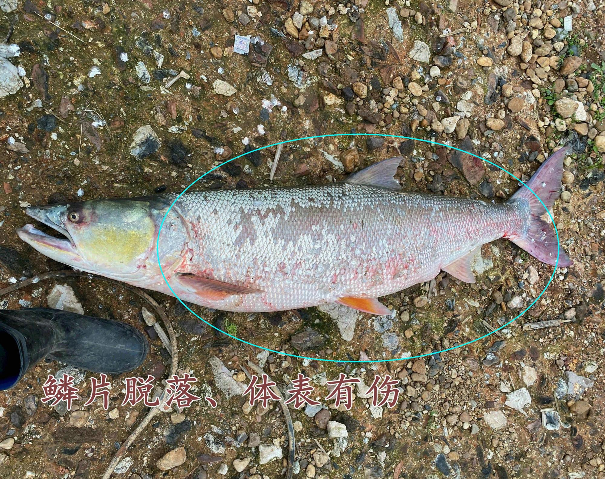 西江边现50斤死鱤鱼,钓鱼人下水将其捞起,网友:捡回去还能吃