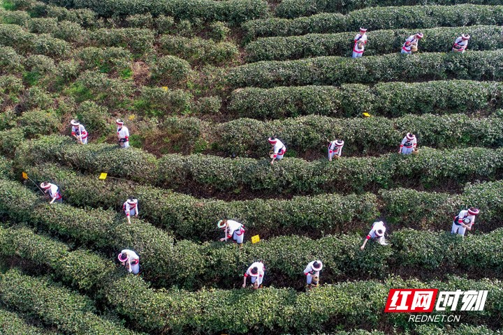 桑植白茶进入春茶采摘季