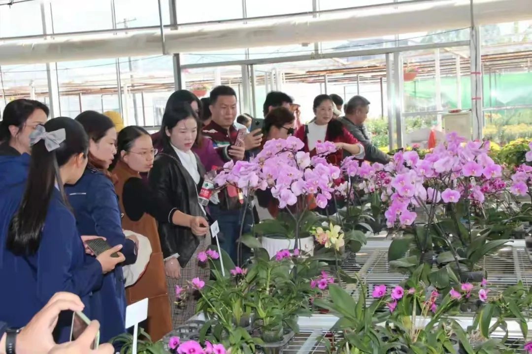 叠彩区政协委员参观考察尧山花卉基地