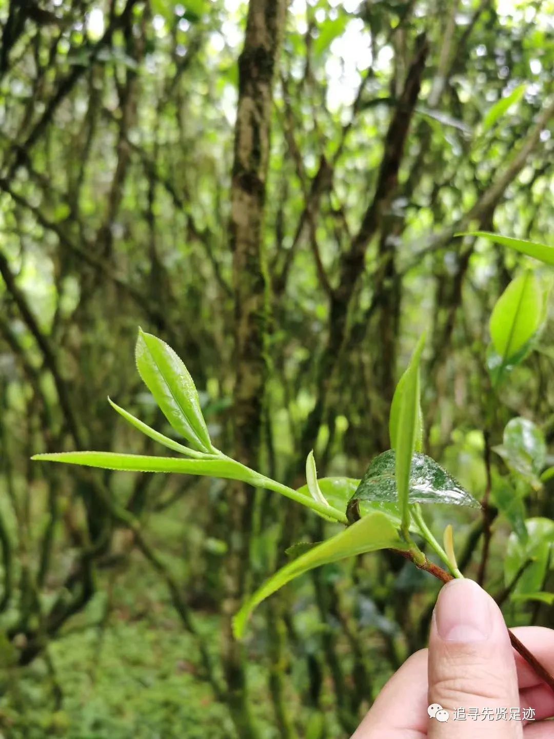 武夷岩茶之老枞水仙