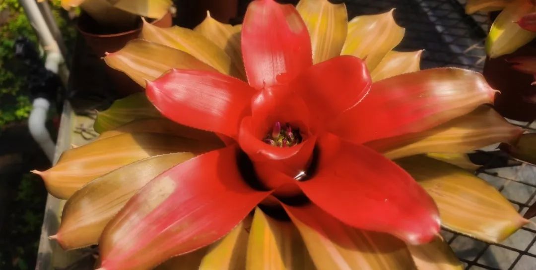 云赏花丨最灿烂的凤梨——彩叶凤梨属