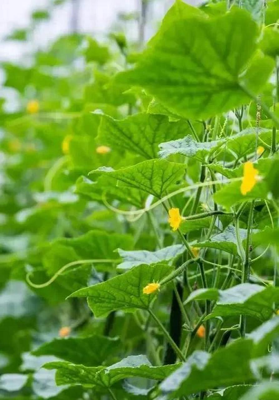 一,光照,每天为黄瓜秧提供八小时以上的光照,夏季采取遮阴措施.