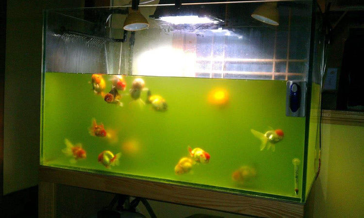 鱼缸浑浊的水变清的三种方法,鱼缸水变浑浊的原因