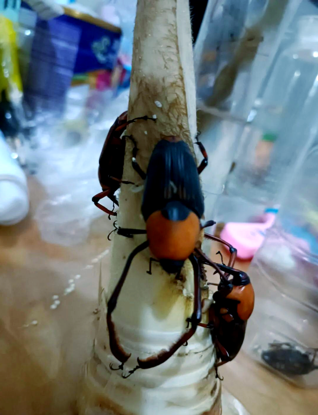 笋子虫:一种享受竹笋美味的昆虫,你尝过它的美味吗?