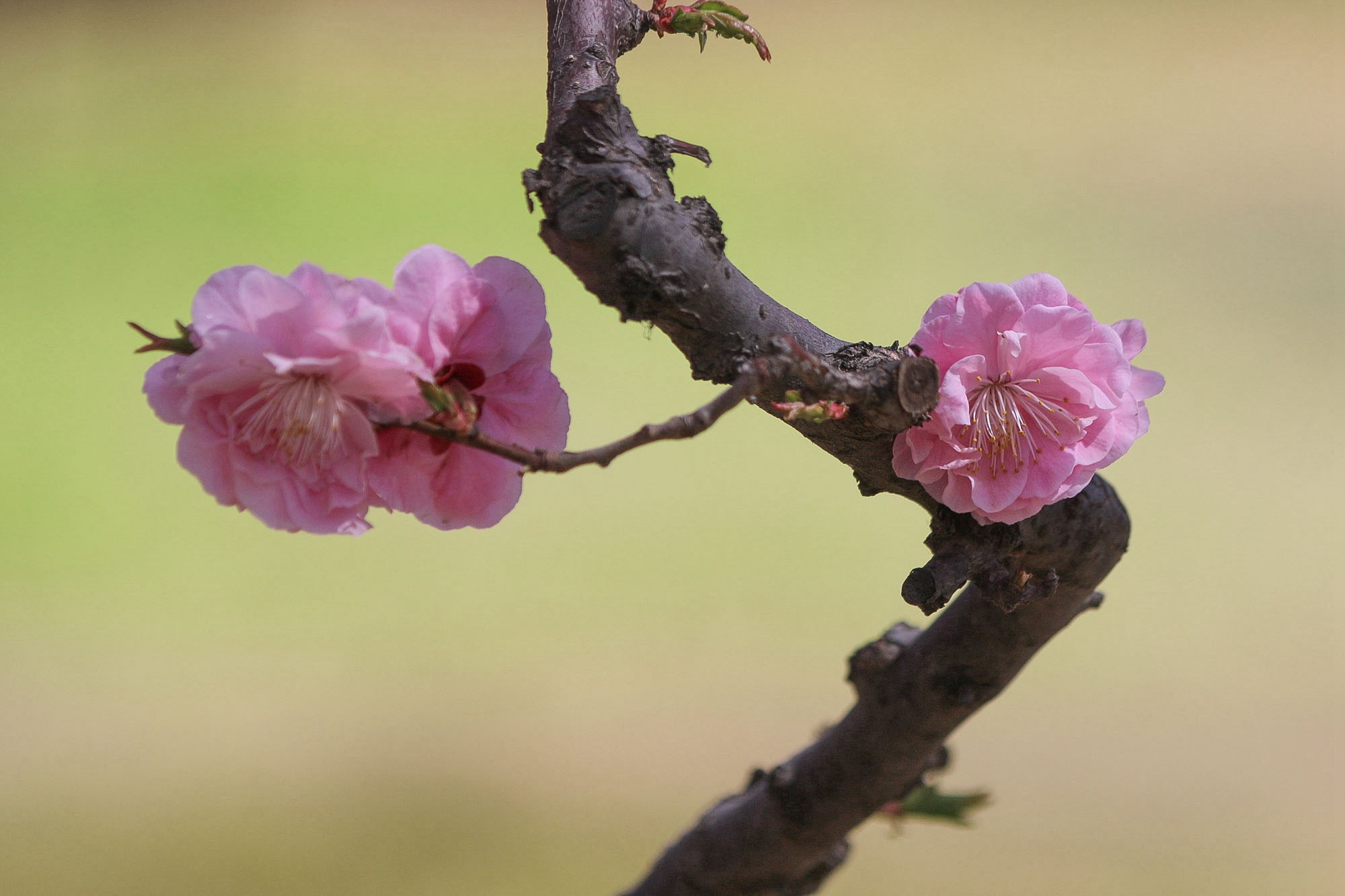 光影世界——梅花香自苦寒来