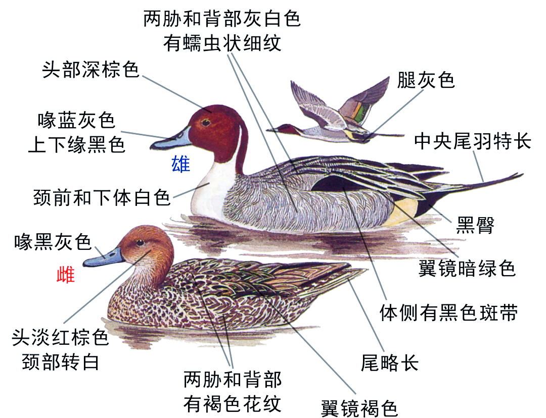 十种鸭类雌雄识别指南,你能分辨出吗