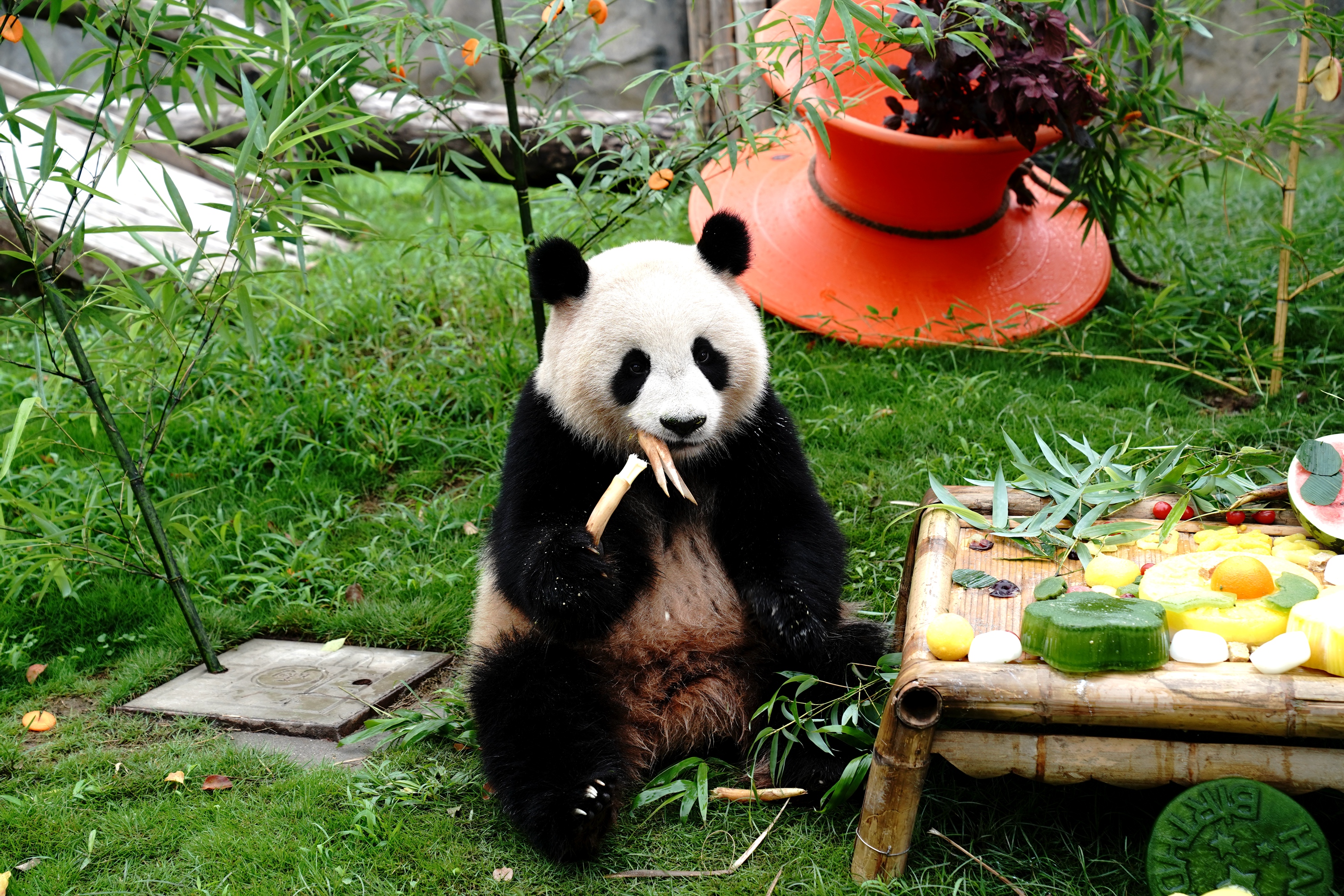 上海:大熊猫"七七"迎来两岁生日