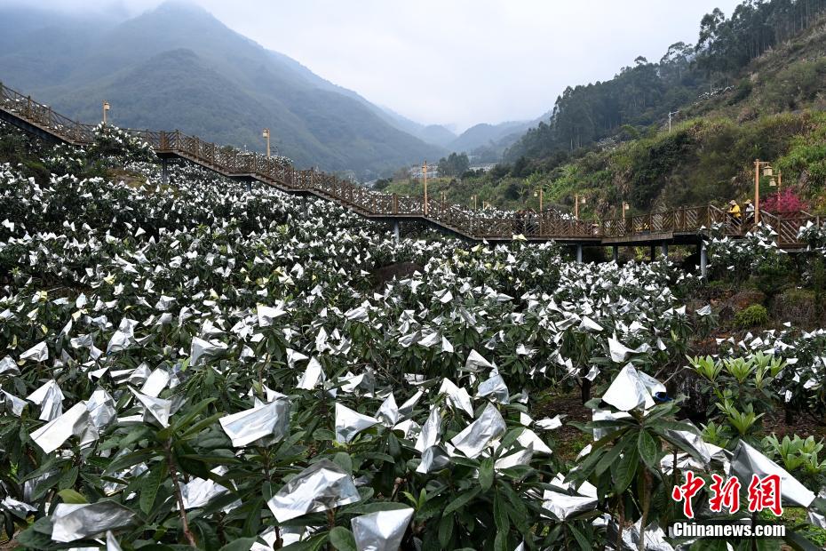 "中国枇杷之乡"福建云霄"枇杷雪景"迷人