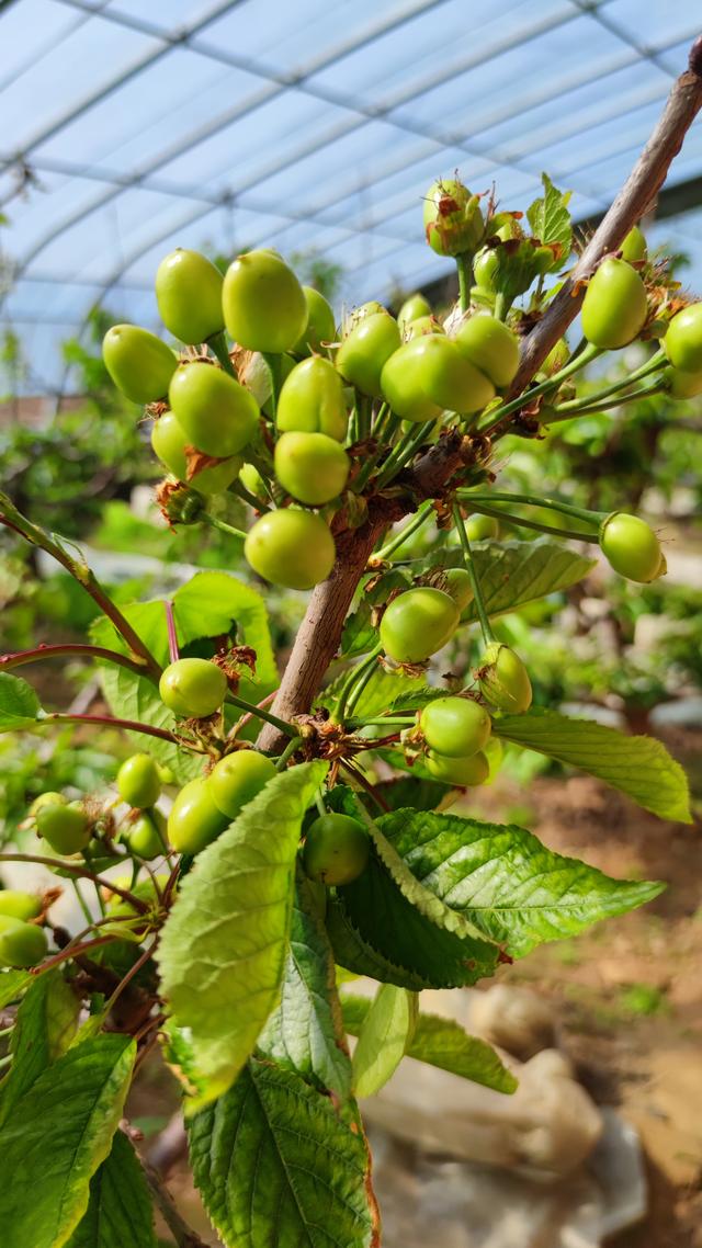 新时代 新征程 新伟业丨义马大樱桃 映红振兴路