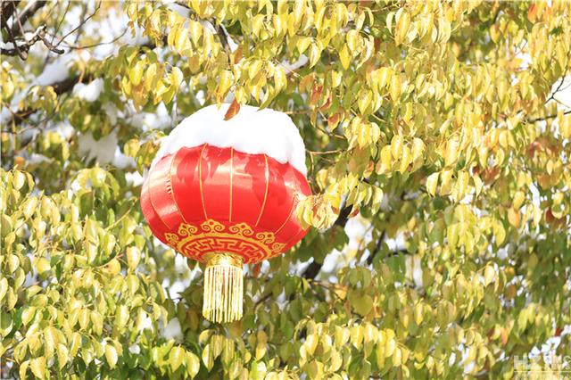 会泽:大年初三,大红灯笼映雪景