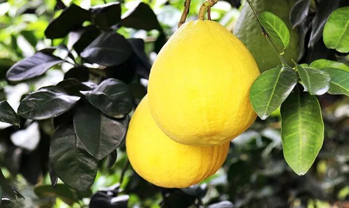 "十里柚香,百里花海"——长寿沙田柚