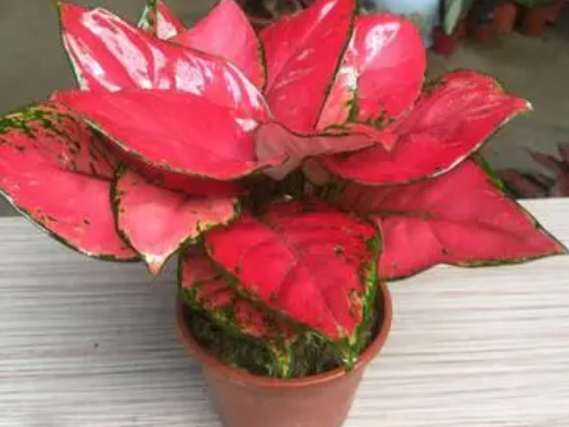 吉利红怎么养才能更旺盛