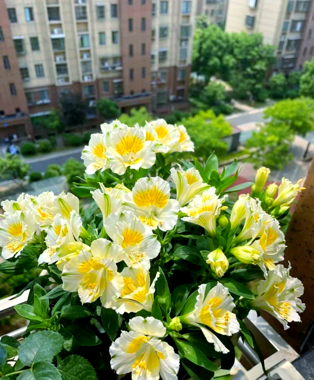 智利百合:美丽花卉的特征与种植指南