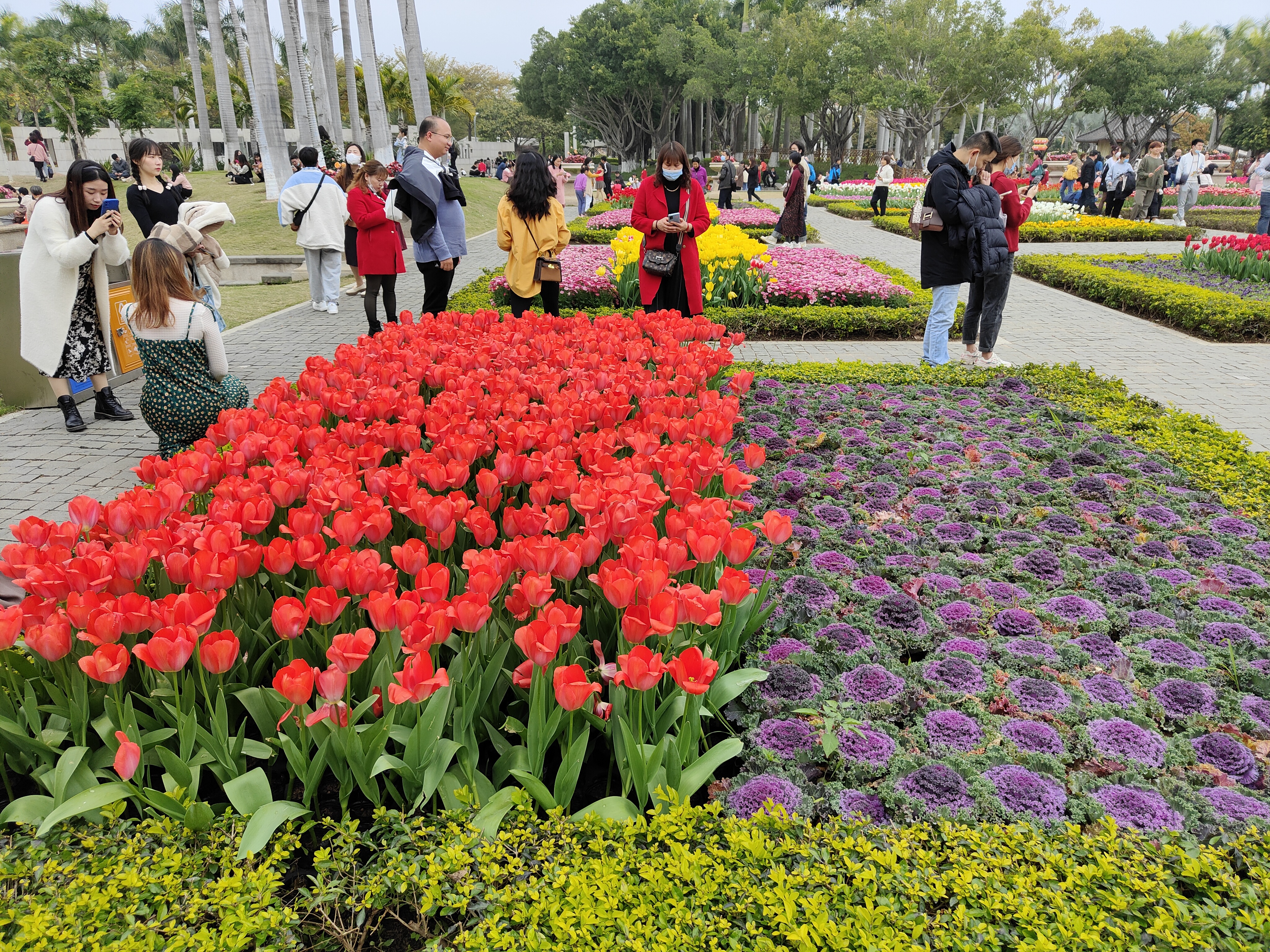 厦门园博园花展图片